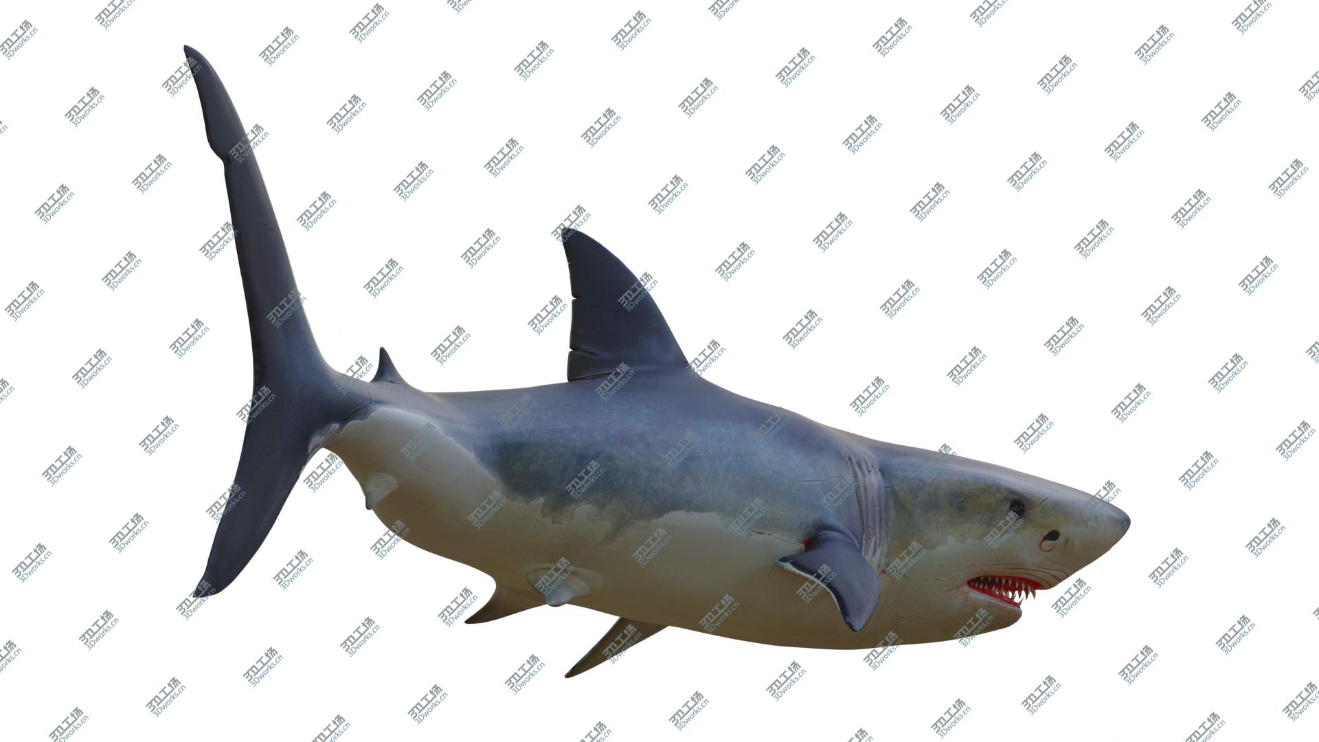 images/goods_img/20210313/3D The Great White Shark model/3.jpg